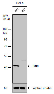 MPI Antibody in Western Blot (WB)