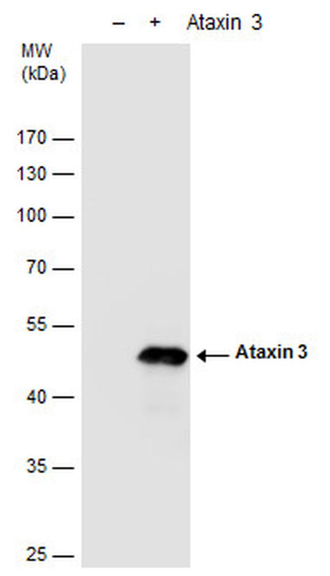 Ataxin 3 Antibody in Western Blot (WB)