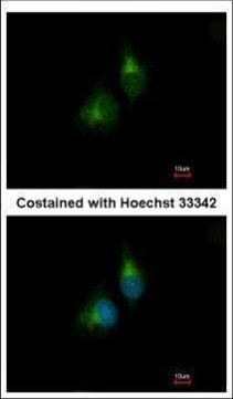 PDIR Antibody in Immunocytochemistry (ICC/IF)