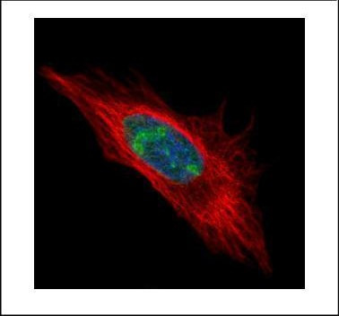DDX56 Antibody in Immunocytochemistry (ICC/IF)