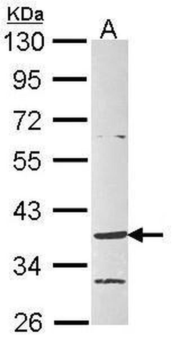 GPR4 Antibody in Western Blot (WB)