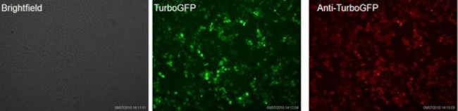 TurboGFP Antibody in Immunocytochemistry (ICC/IF)
