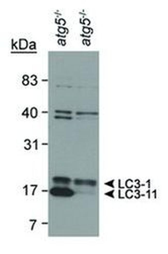 LC3B Antibody in Western Blot (WB)