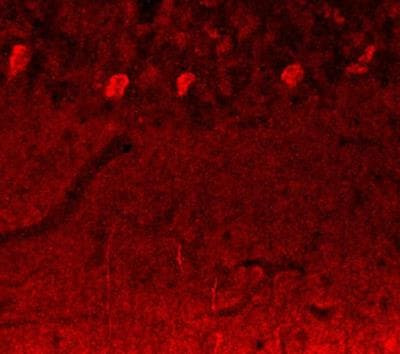 NOTCH3 Antibody in Immunohistochemistry (Frozen) (IHC (F))
