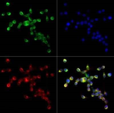 CD204 Antibody in Immunocytochemistry (ICC/IF)