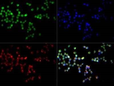 CD204 Antibody in Immunocytochemistry (ICC/IF)