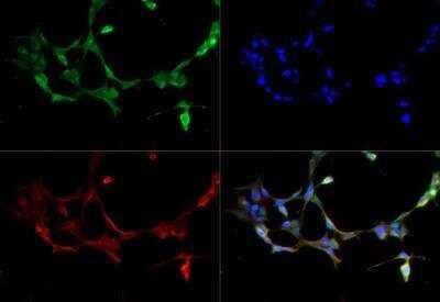 Kallikrein 6 Antibody in Immunocytochemistry (ICC/IF)