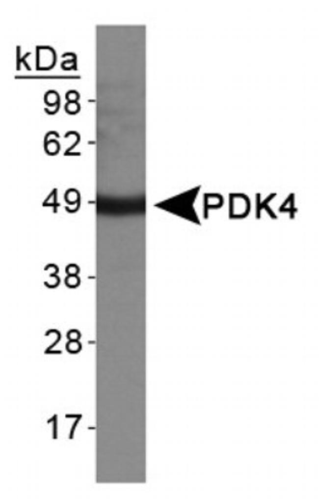 PDK4 Antibody in Western Blot (WB)