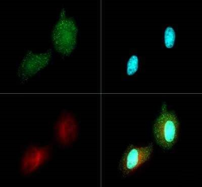 PDK4 Antibody in Immunocytochemistry (ICC/IF)