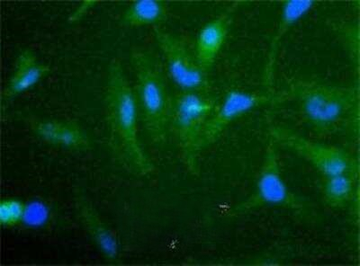 cIAP2 Antibody in Immunocytochemistry (ICC/IF)