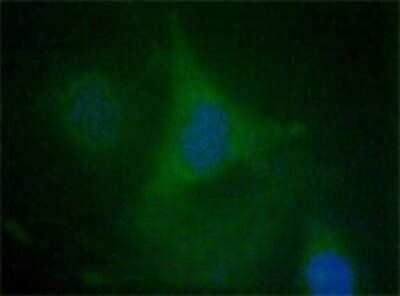 EDIL3 Antibody in Immunocytochemistry (ICC/IF)