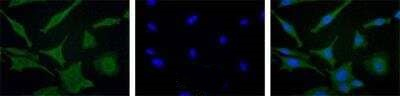 TYRO3 Antibody in Immunocytochemistry (ICC/IF)