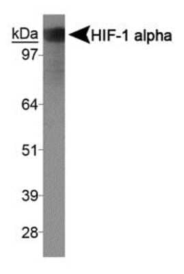 HIF1A Antibody in Western Blot (WB)