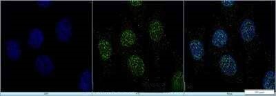 JMJD2C Antibody in Immunocytochemistry (ICC/IF)