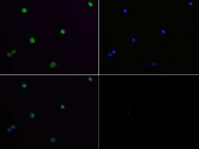 JMJD2A Antibody in Immunocytochemistry (ICC/IF)
