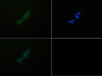 DEPDC6 Antibody in Immunocytochemistry (ICC/IF)