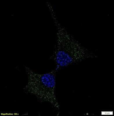 GPR155 Antibody in Immunocytochemistry (ICC/IF)