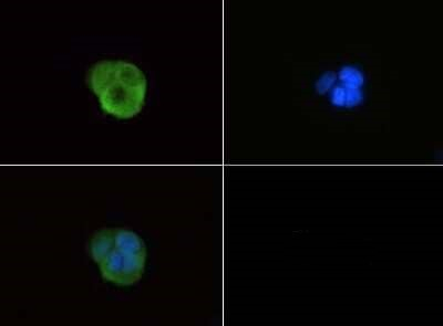 G0S2 Antibody in Immunocytochemistry (ICC/IF)