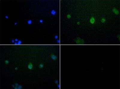JMJD6 Antibody in Immunocytochemistry (ICC/IF)
