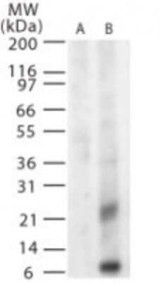 West Nile Virus Glycoprotein M Antibody in Western Blot (WB)
