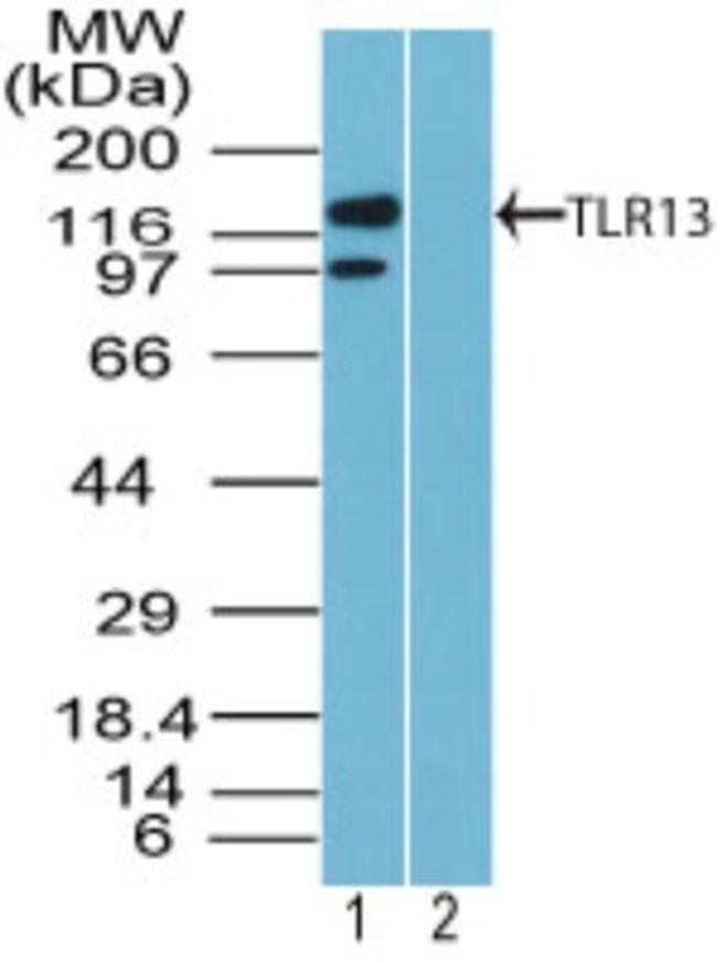 TLR13 Antibody in Western Blot (WB)