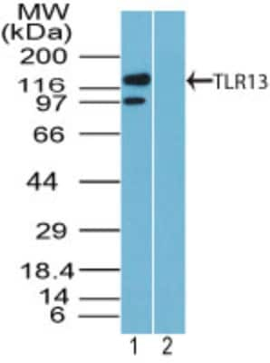 TLR13 Antibody in Western Blot (WB)