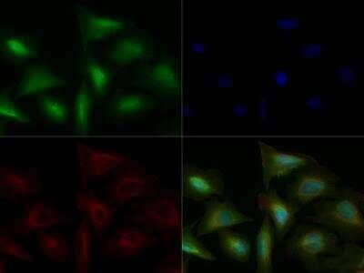 TLR4 Antibody in Immunocytochemistry (ICC/IF)
