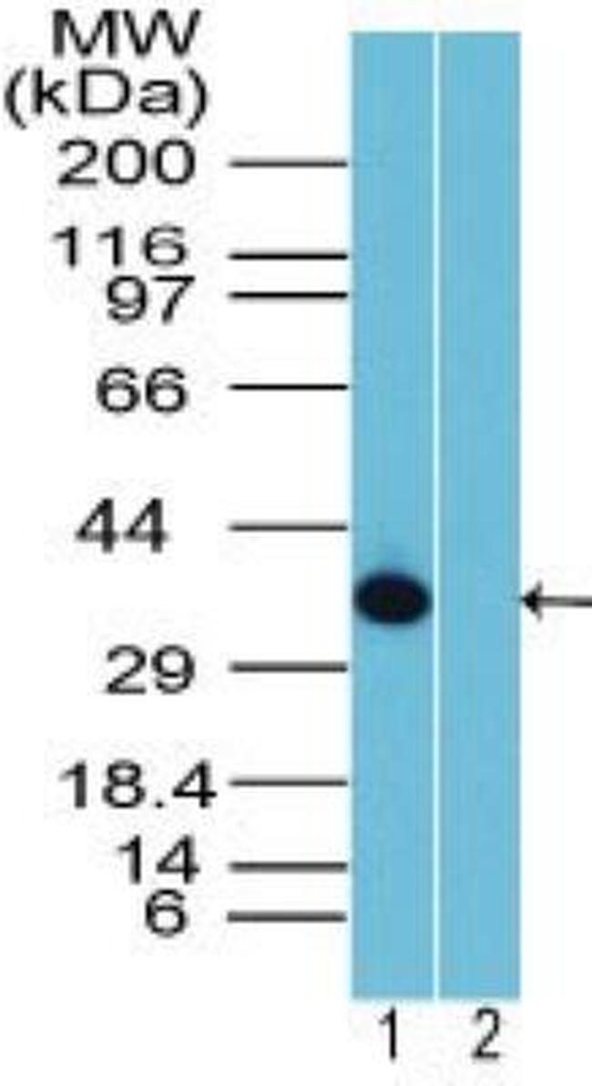 Rhox10 Antibody in Western Blot (WB)