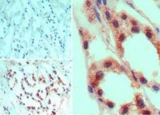 TGR5 Antibody in Immunohistochemistry (Paraffin) (IHC (P))