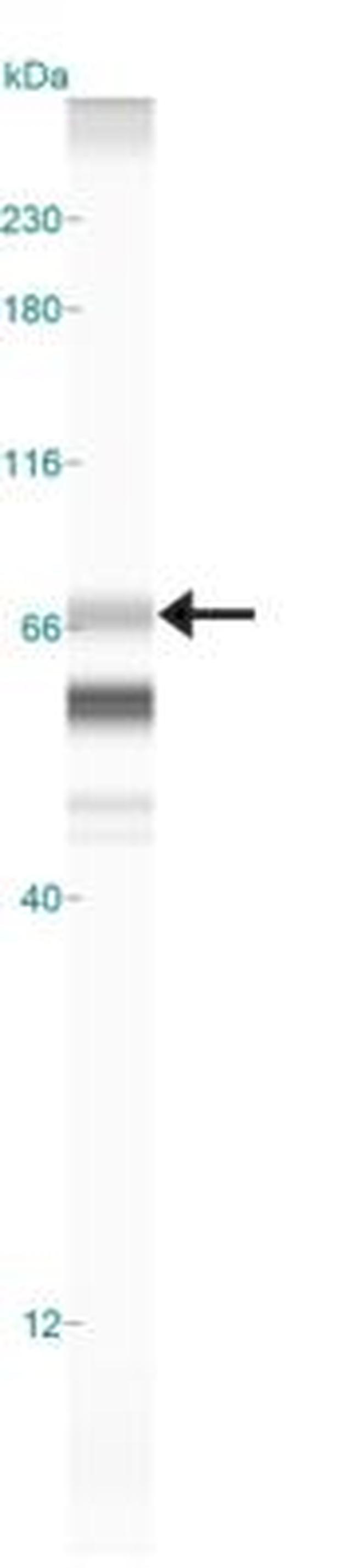 PRAME Antibody in Western Blot (WB)