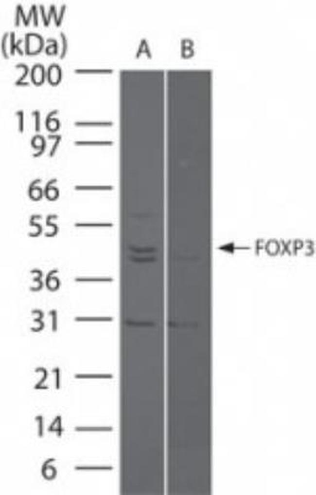 FOXP3 Antibody in Western Blot (WB)