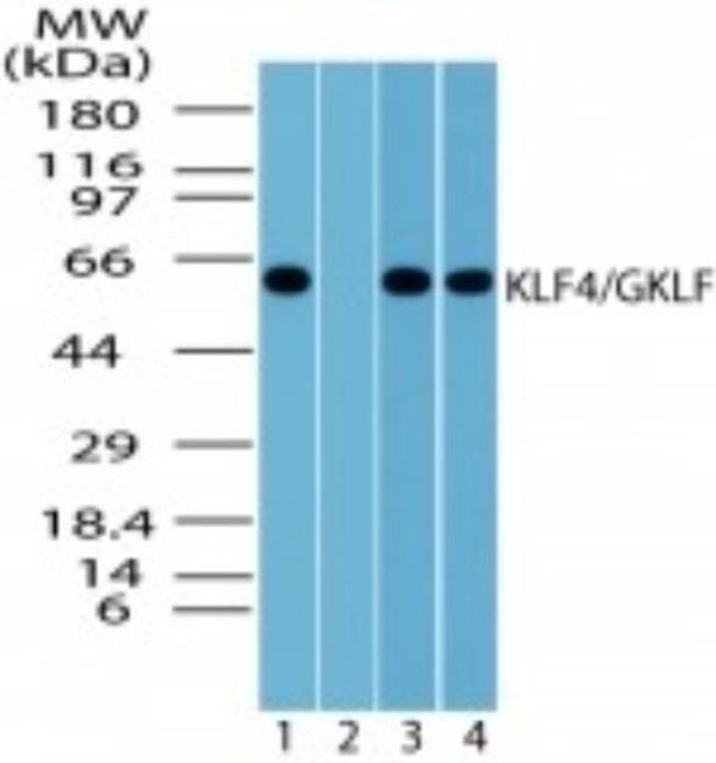 KLF4 Antibody in Western Blot (WB)