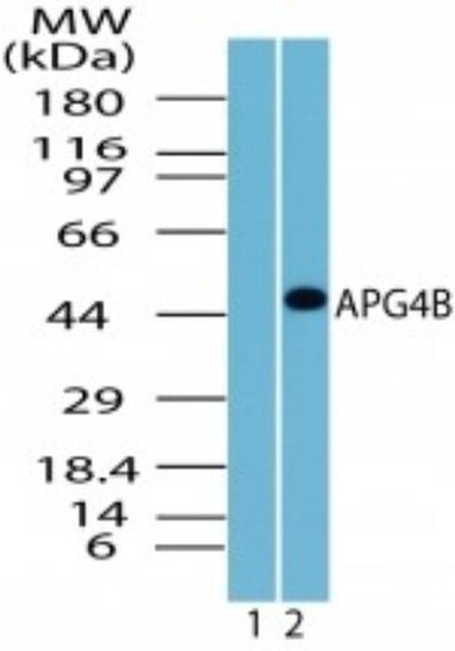 ATG4B Antibody in Western Blot (WB)
