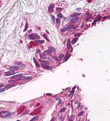 FUZ Antibody in Immunohistochemistry (Paraffin) (IHC (P))