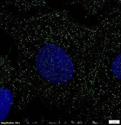 GPR18 Antibody in Immunocytochemistry (ICC/IF)