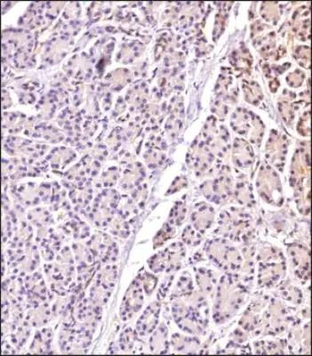 RGS5 Antibody in Immunohistochemistry (Paraffin) (IHC (P))