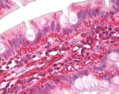 Latexin Antibody in Immunohistochemistry (Paraffin) (IHC (P))