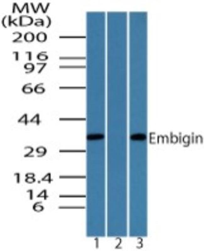 Embigin Antibody in Western Blot (WB)