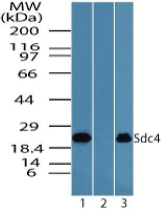 Syndecan 4 Antibody in Western Blot (WB)