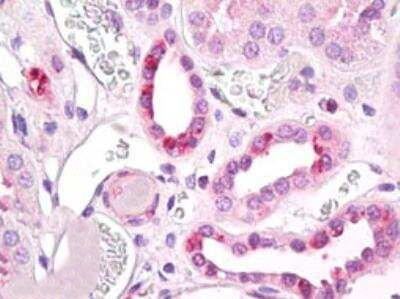 ALS2CR2 Antibody in Immunohistochemistry (Paraffin) (IHC (P))