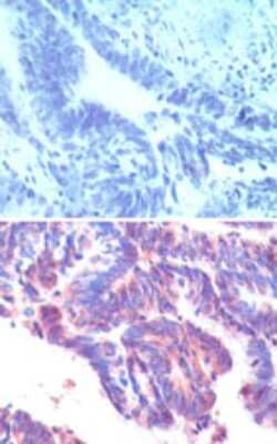 IFRD1 Antibody in Immunohistochemistry (Paraffin) (IHC (P))