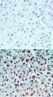 CNPY3 Antibody in Immunohistochemistry (Paraffin) (IHC (P))