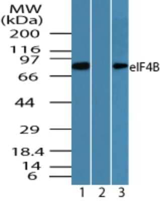 eIF4B Antibody in Western Blot (WB)