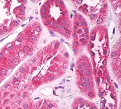 UNC5CL Antibody in Immunohistochemistry (Paraffin) (IHC (P))