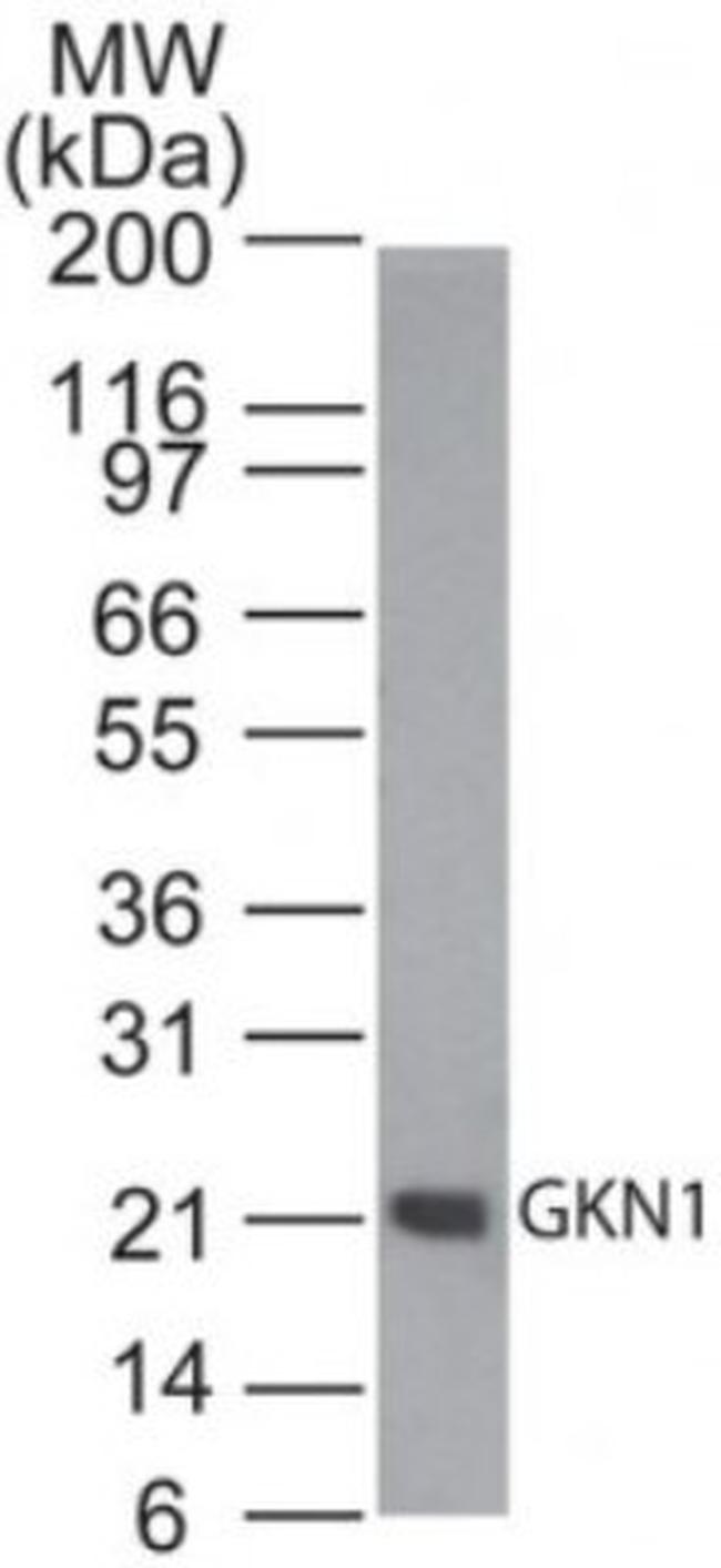GKN1 Antibody in Western Blot (WB)
