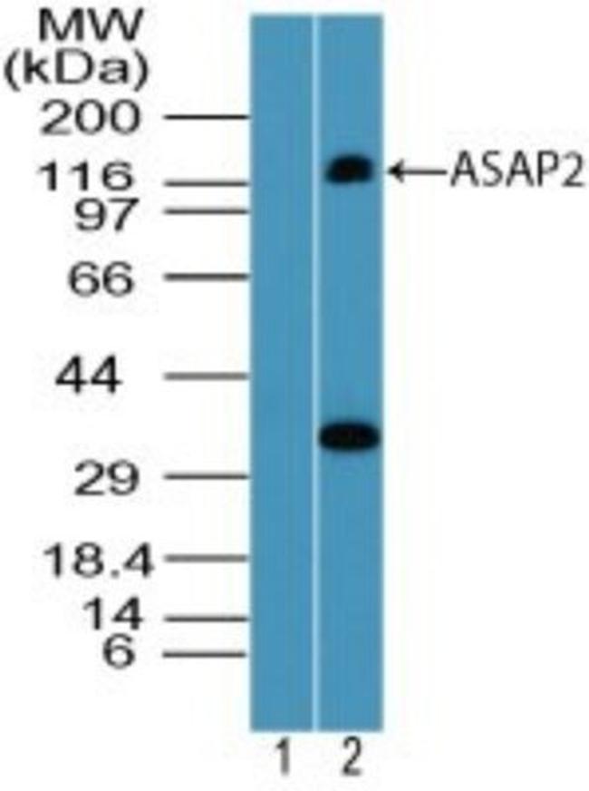 ASAP2 Antibody in Western Blot (WB)