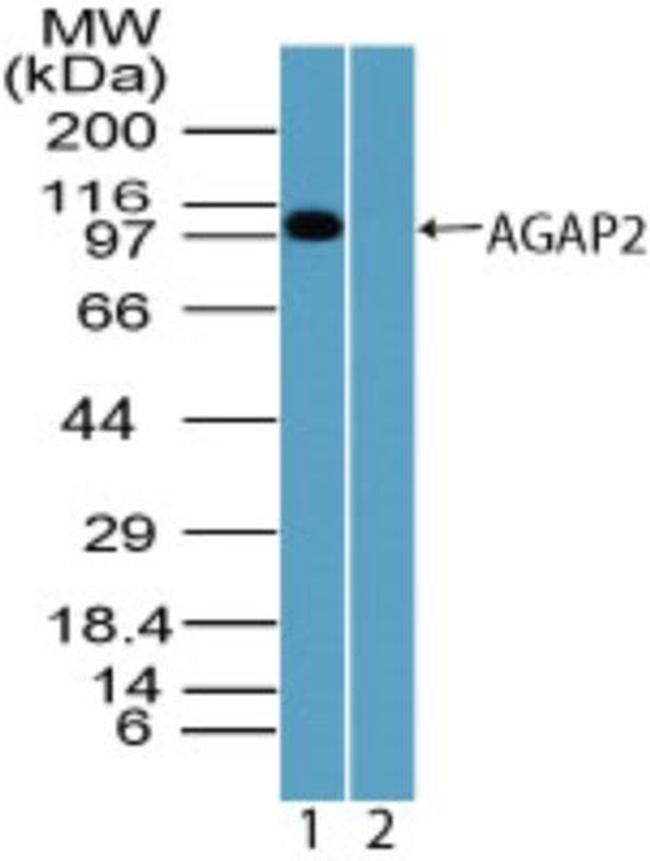 CENTG1 Antibody in Western Blot (WB)