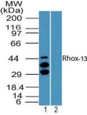 Rhox13 Antibody in Western Blot (WB)