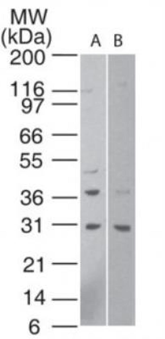 HTRA1 Antibody in Western Blot (WB)