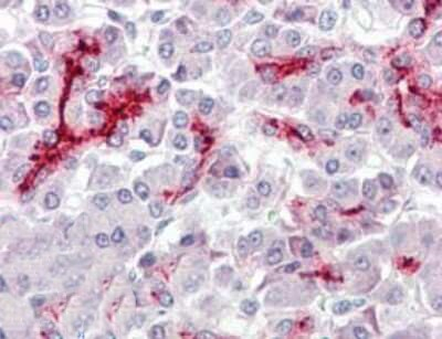 CDX2 Antibody in Immunohistochemistry (Paraffin) (IHC (P))